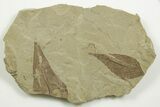 Multiple Fossil Leaf Plate - Green River Formation, Utah #368740-1